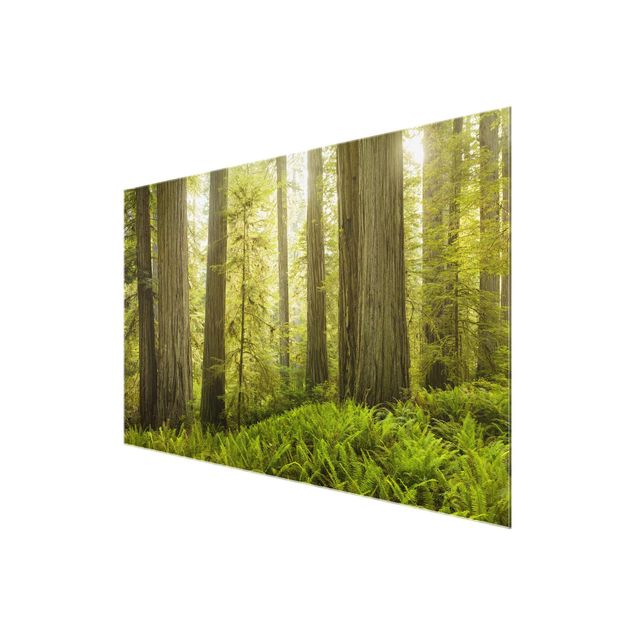 Billeder moderne Redwood State Park Forest View