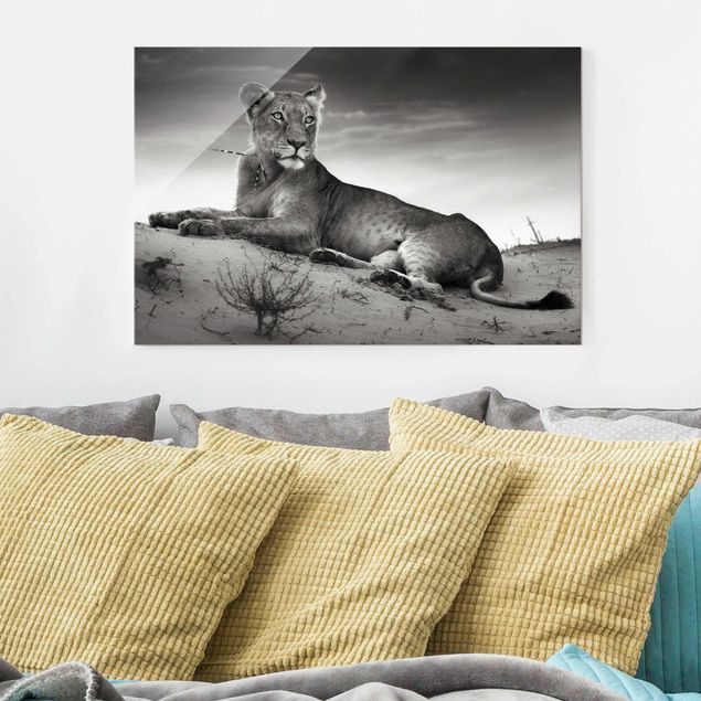Glasbilleder sort og hvid Resting Lion