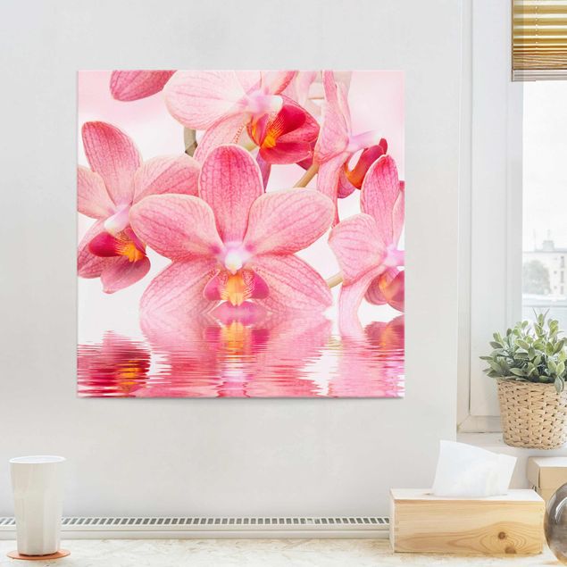 Billeder orkideer Light Pink Orchid On Water