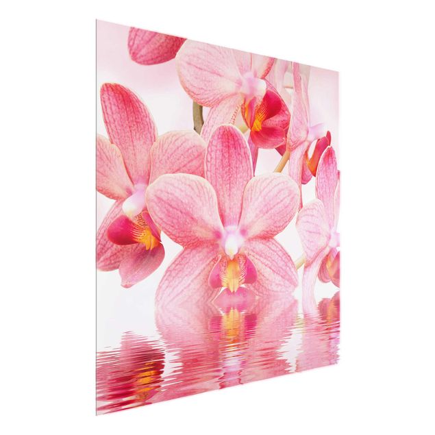 Glasbilleder blomster Light Pink Orchid On Water