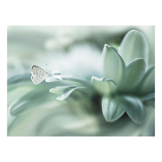 Billeder blomster Butterfly And Dew Drops In Pastel Green
