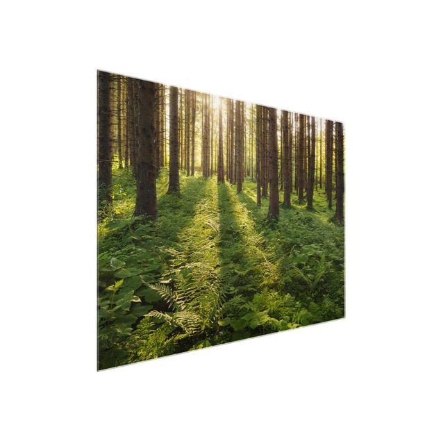 Billeder landskaber Sun Rays In Green Forest