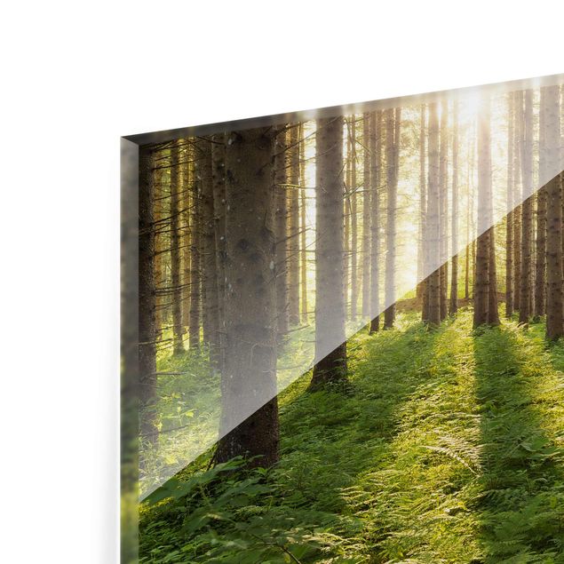 Billeder Rainer Mirau Sun Rays In Green Forest
