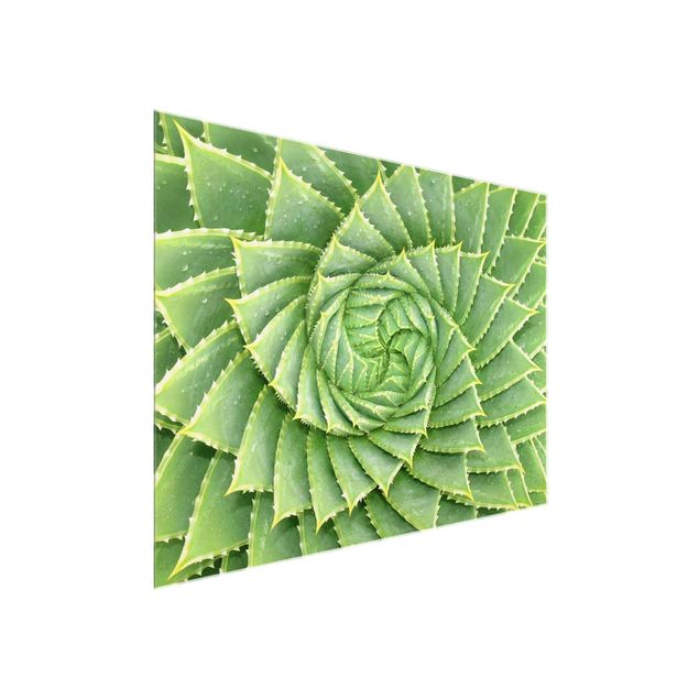 Billeder grøn Spiral Aloe