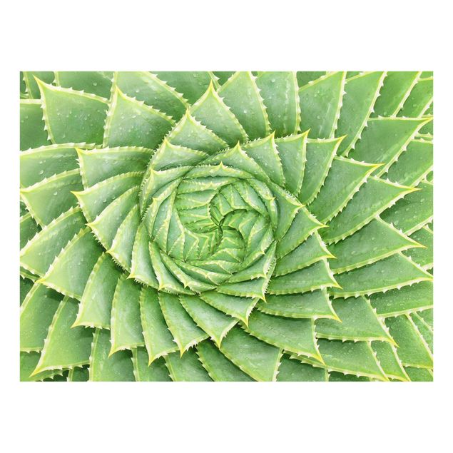 Billeder Spiral Aloe