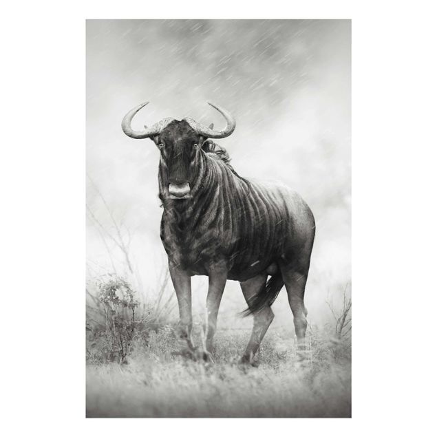 Billeder sort og hvid Staring Wildebeest