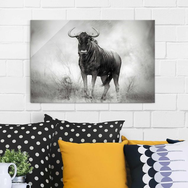 Glasbilleder sort og hvid Staring Wildebeest