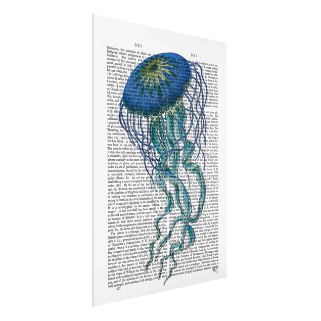 Billeder ordsprog Animal Reading - Jellyfish