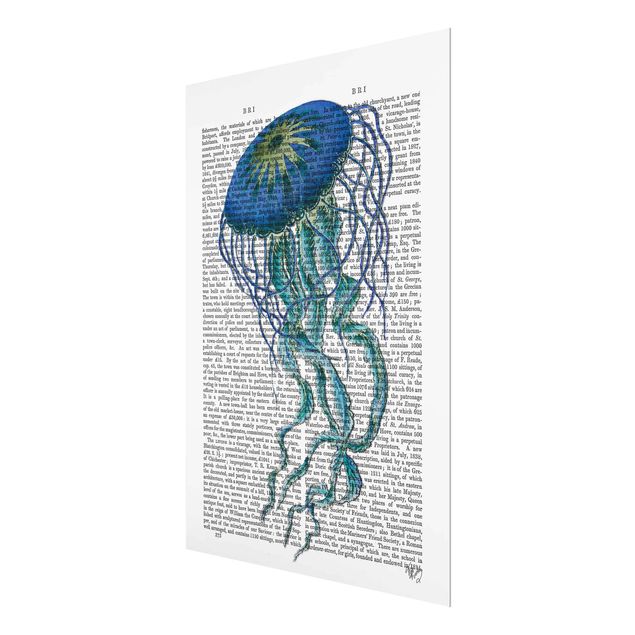 Billeder Animal Reading - Jellyfish