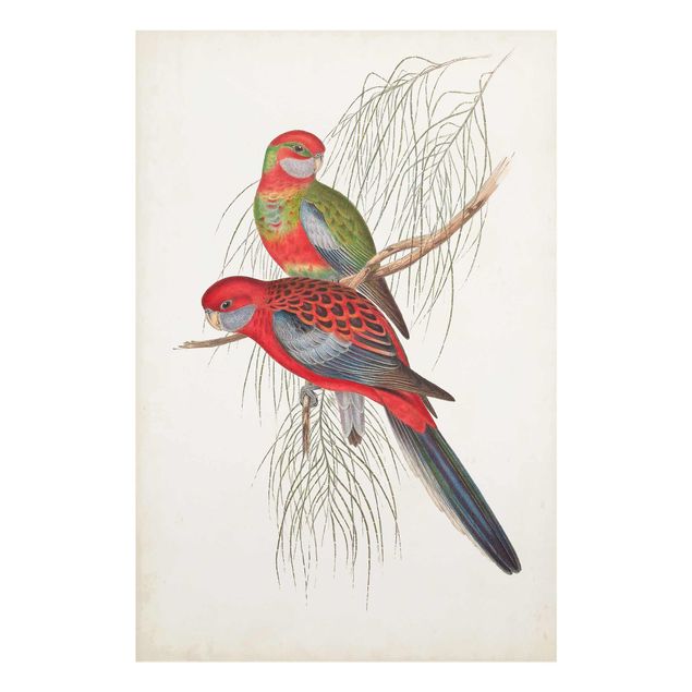 Billeder Tropical Parrot III