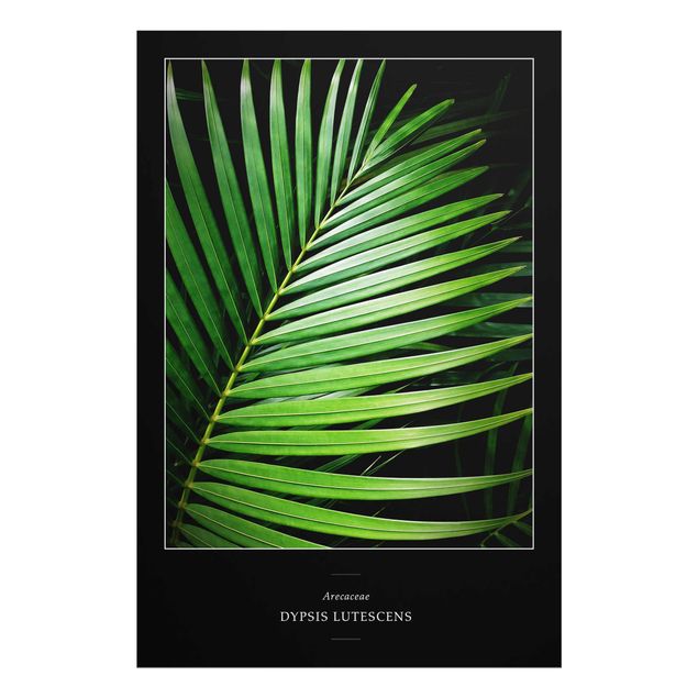 Billeder grøn Tropical Palm Leaf