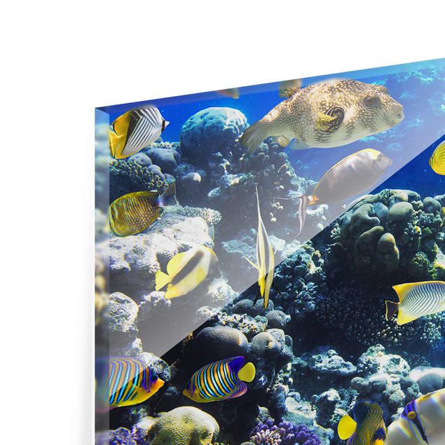 Billeder natur Underwater Reef