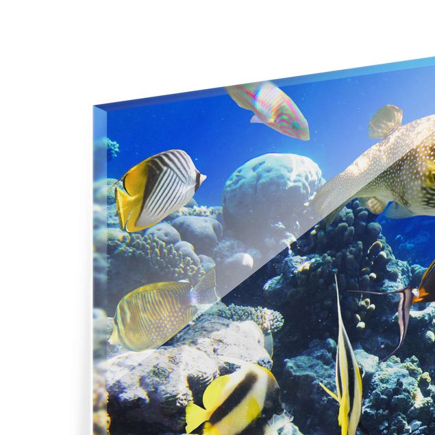 Billeder natur Underwater Reef