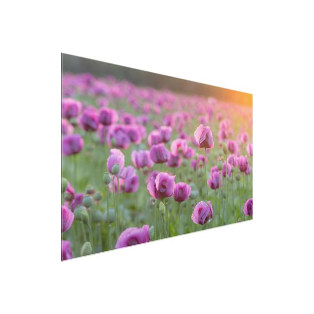 Glasbilleder blomster Purple Poppy Flower Meadow In Spring