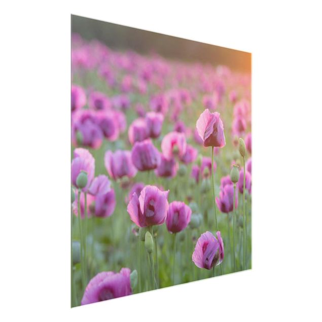 Glasbilleder blomster Purple Poppy Flower Meadow In Spring
