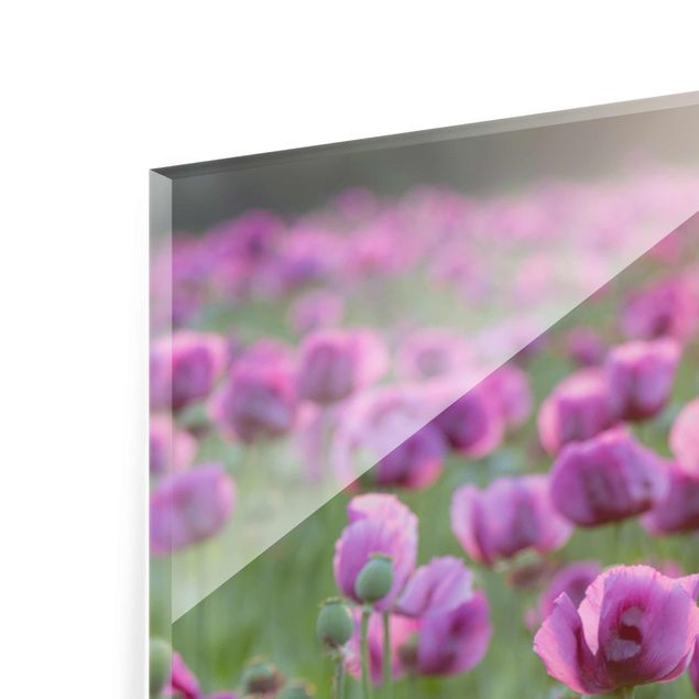 Billeder Rainer Mirau Purple Poppy Flower Meadow In Spring