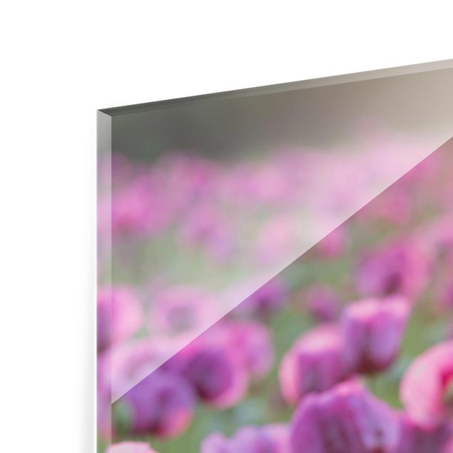 Billeder Rainer Mirau Purple Poppy Flower Meadow In Spring
