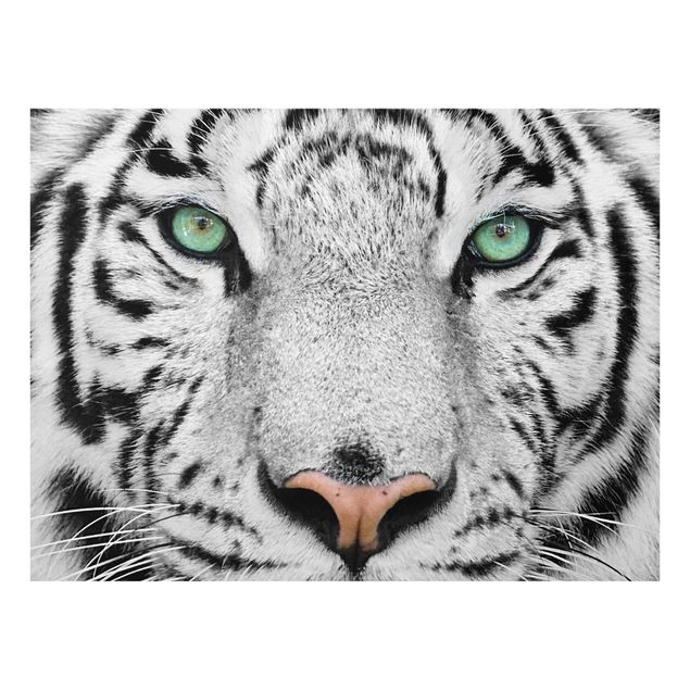 Billeder moderne White Tiger