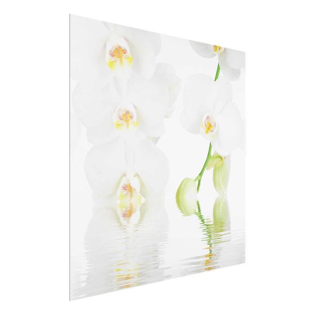 Glasbilleder blomster Spa Orchid - White Orchid