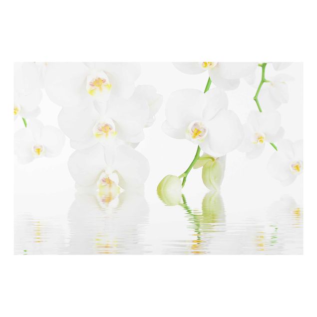 Billeder blomster Spa Orchid - White Orchid