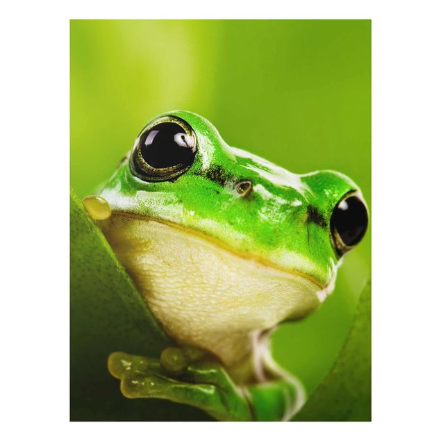 Billeder Frog