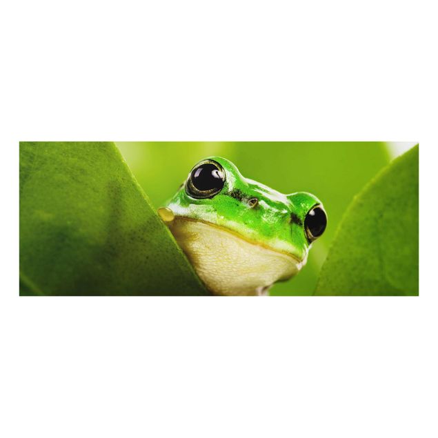Billeder Frog