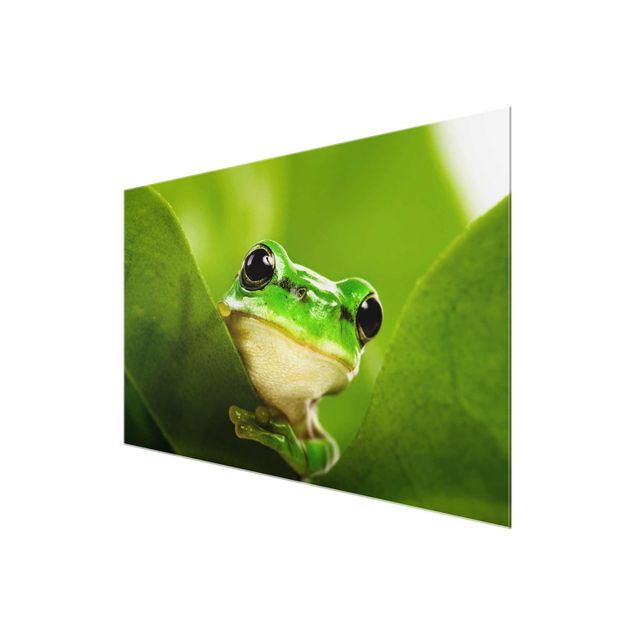 Glas magnettavla Frog