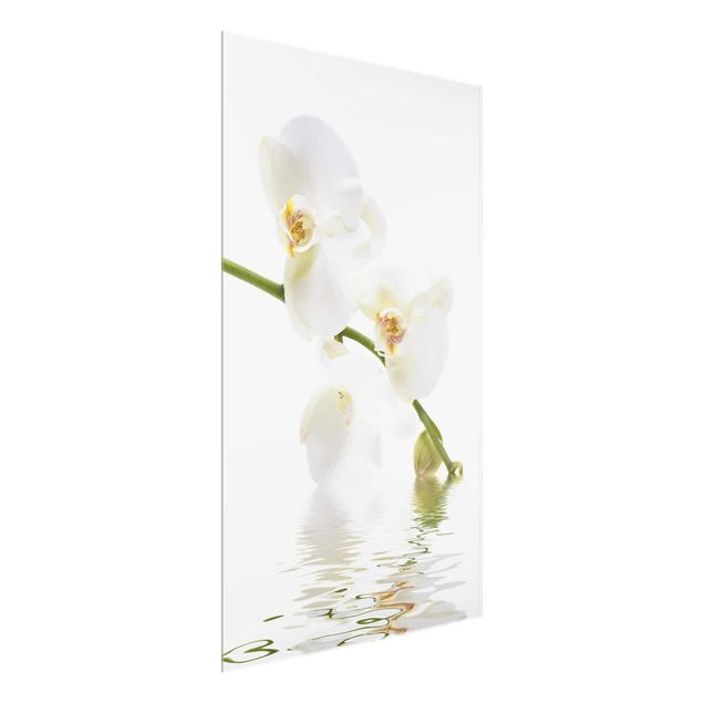 Glasbilleder blomster White Orchid Waters