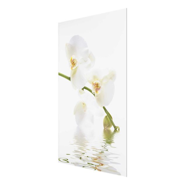 Billeder blomster White Orchid Waters