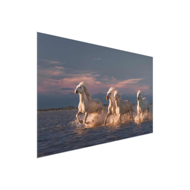 Billeder moderne Wild Horses In Kamargue