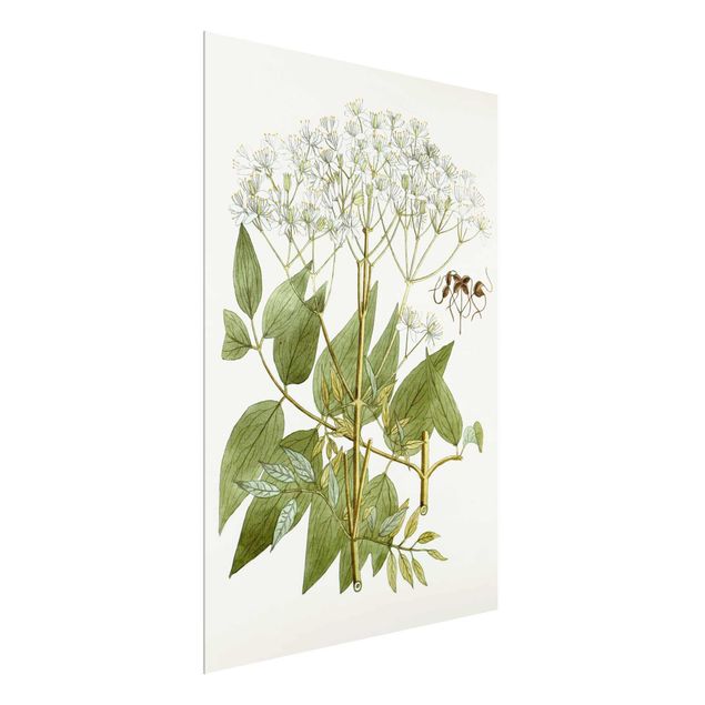 Billeder blomster Wild Herbs Board V