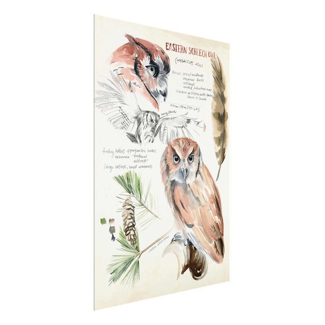 Billeder blomster Wilderness Journal - Owl