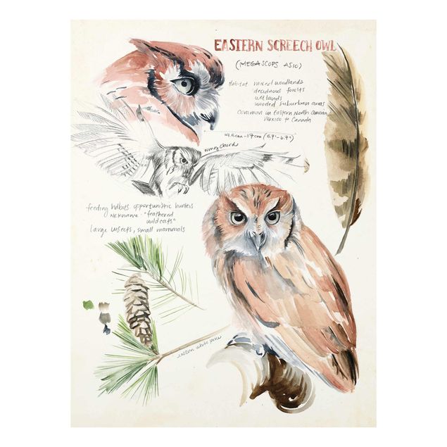 Billeder brun Wilderness Journal - Owl