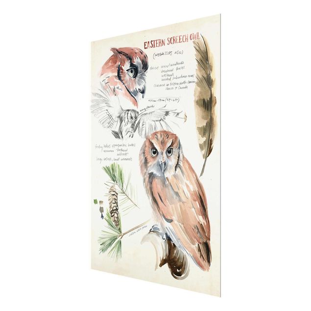 Billeder Wilderness Journal - Owl