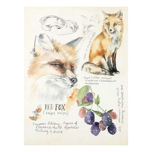 Billeder orange Wilderness Journal - Fox