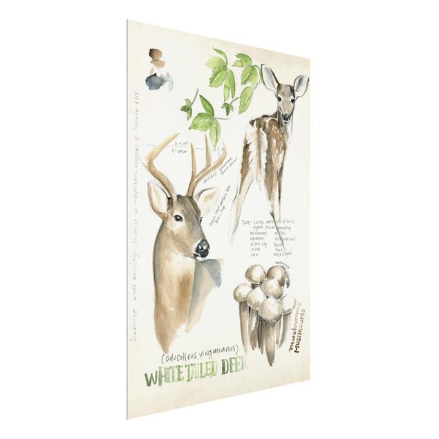 Billeder blomster Wilderness Journal - Deer