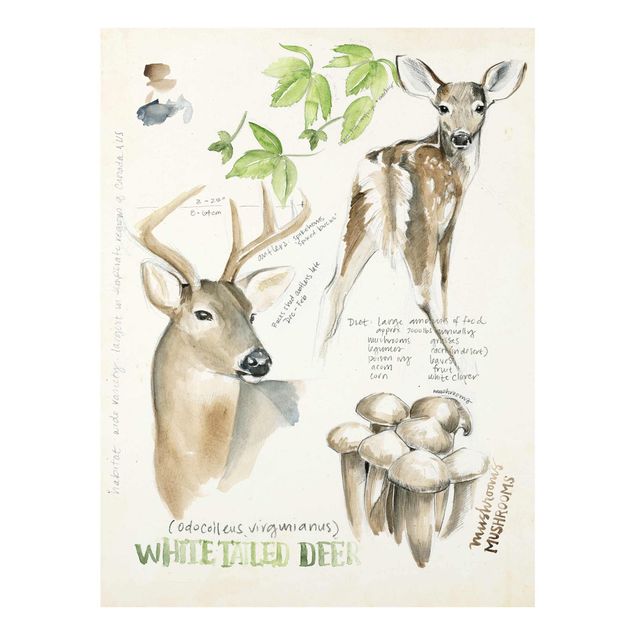 Billeder blomster Wilderness Journal - Deer