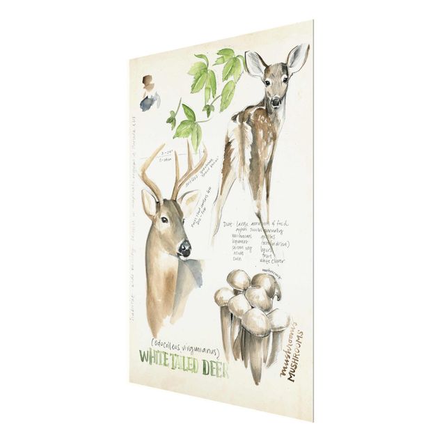 Billeder brun Wilderness Journal - Deer
