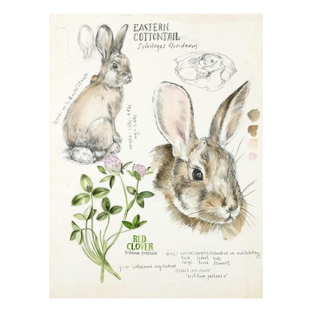 Billeder brun Wilderness Journal - Rabbit