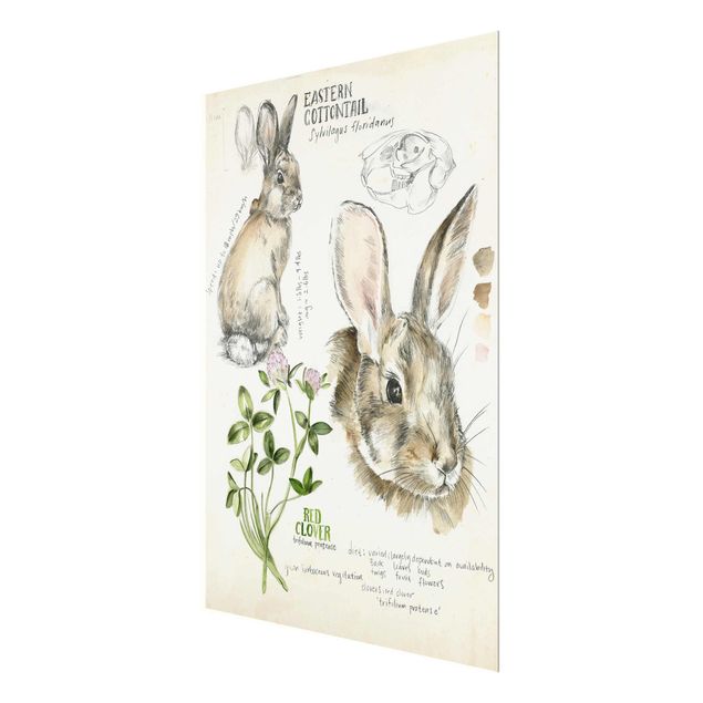 Billeder Wilderness Journal - Rabbit