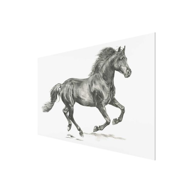 Billeder sort og hvid Wild Horse Trial - Stallion