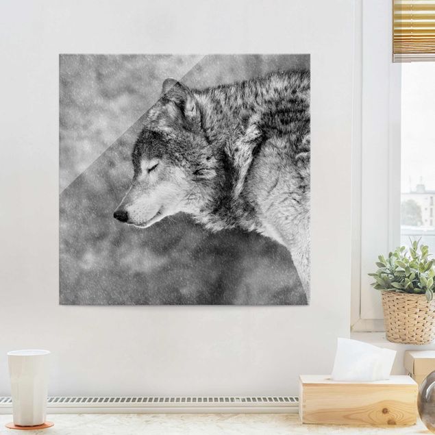 Glasbilleder sort og hvid Winter Wolf