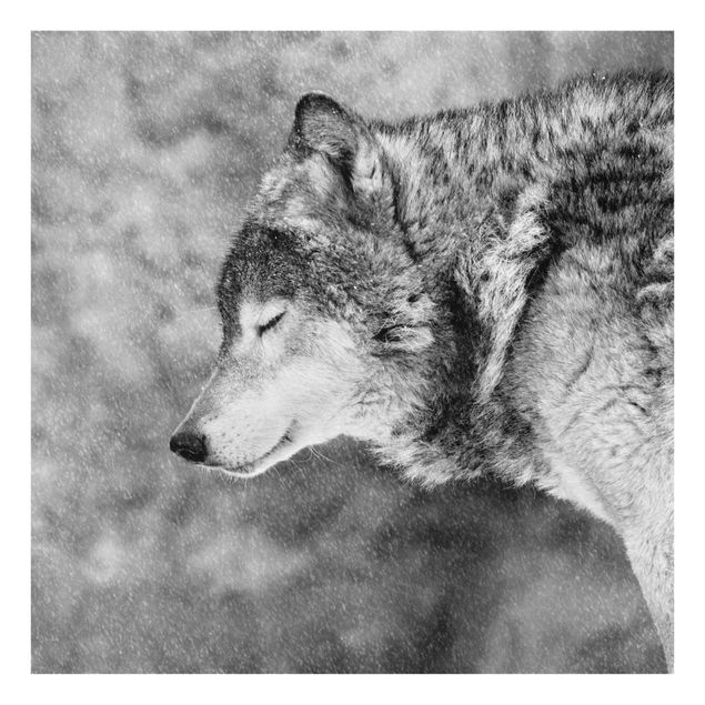 Billeder sort og hvid Winter Wolf