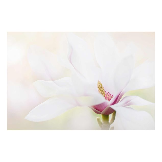 Billeder Delicate Magnolia Blossom