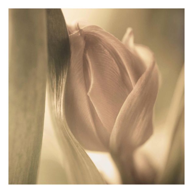 Billeder Delicate Tulip