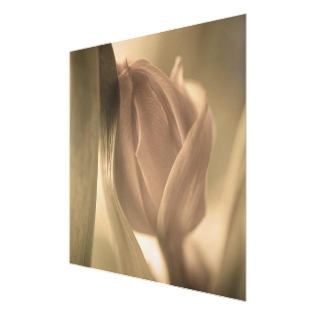 Glas magnettavla Delicate Tulip