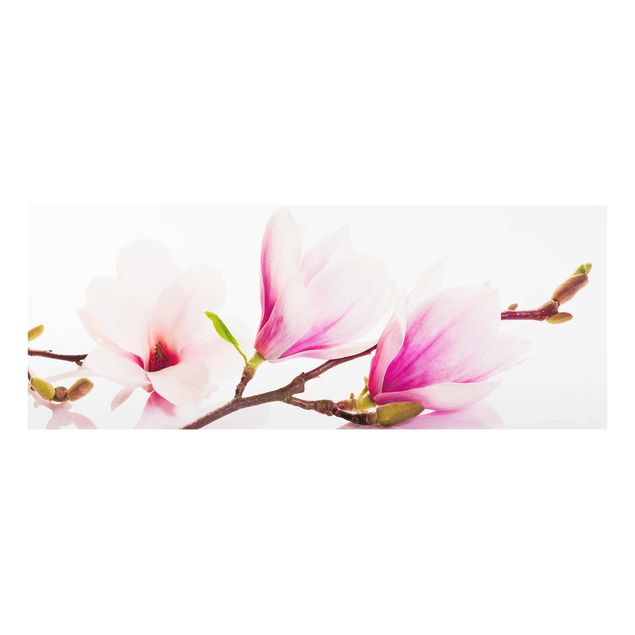 Billeder lyserød Delicate Magnolia Branch