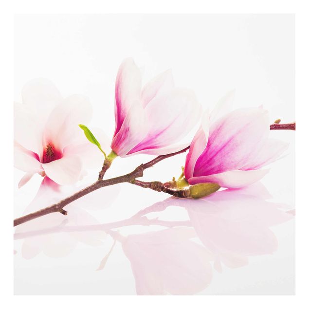Billeder lyserød Delicate Magnolia Branch