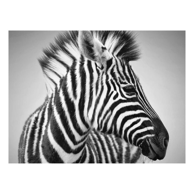 Billeder Afrika Zebra Baby Portrait II