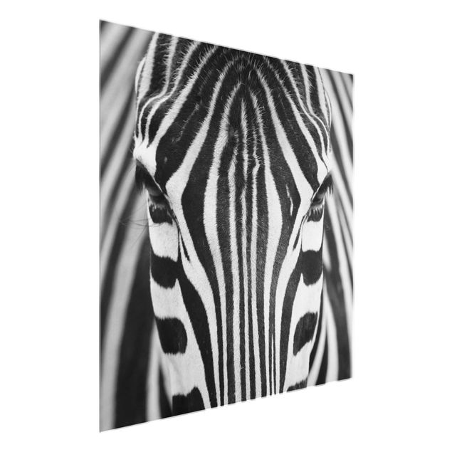 Glasbilleder dyr Zebra Look